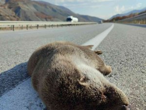 Nesli Tükenme Tehdidi Altındaki Samur, Kaza Kurbanı