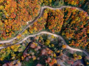 Sonbaharın Tüm Renklerini Yansıtan Yenice Ormanlarında Kartpostallık Görüntüler
