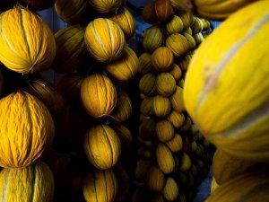 Kırkağaç’ın Yaz Meyvesi Kavunları Kışlık Sofraları Süsleyecek