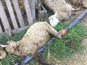 Bursa’da Sokak Köpekleri Dehşet Saçtı