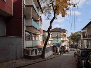 Tehlike Oluşturan Ağaçlar İçin Önlem Alınacak