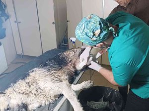 Aracın Çarptığı Köpek Tedavi Altına Alındı