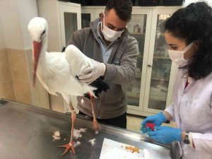 Tekirdağ’ın Meşhur Leyleği Talihsiz Bir Kaza Geçirdi