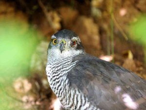 Yaralı Yırtıcı Kuş, Kendisini Kurtarmak İsteyen Görevliyi Yaraladı