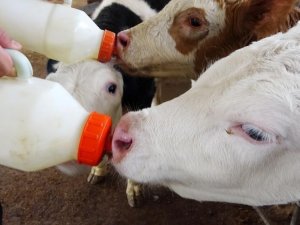 Efeler İ̇lçe Tarım Ve Orman Müdürlüğü’nden ’Buzağı Desteklemesi’ Uyarısı