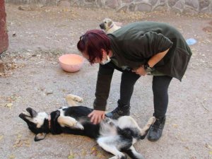 Öğretim Görevlisi Altınbaş, Kendi İmkanlarıyla Kampüsteki Köpeklere Bakıyor