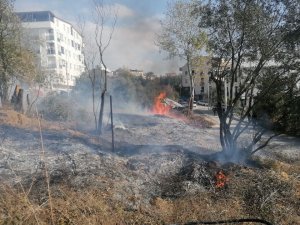 Yangında Zeytin Ağaçları Zarar Gördü