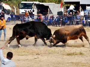 Söke’de Boğa Güreşi Heyecanı Yaşandı