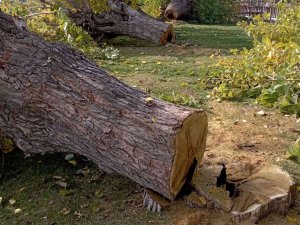 Elazığ’da Asırlık 24 Dut Ağacı Kesildi