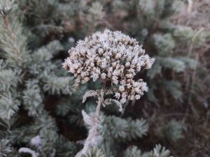 Ardahan’da Bitki Ve Ağaçlar Kırağı Tuttu