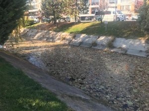 Dökülen Yapraklar Su Yüzeyini Kapladı