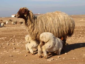 Denizli’de ’İ̇vesi Koyun’ Projesi Hayata Geçirildi