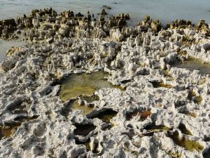 Sular Çekilince Van Gölü’ndeki Mikrobiyalitler Ortaya Çıktı