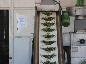 Kilis’te Zeytinyağı Fabrikaları Tam Kapasite Çalışıyor