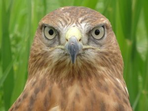 Van’da 250 Yaban Hayvanı Tedavi Edilerek Doğaya Salındı