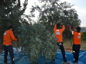 Vatandaşın Zeytini Sofrasına Geliyor