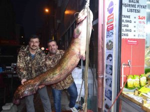 2 Metreye Yakın Dev Balık Görenleri Şaşkına Çevirdi
