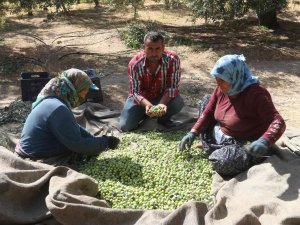 Mersin’de Zeytin Üreticileri Hasat İçin İşçi Bulamıyor
