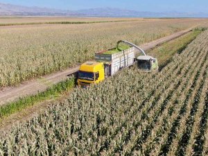 Elazığ’da Silajlık Mısır Hasadı Başladı