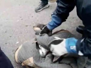 Büyükada’da, Ağaçta Dallar Arasında Sıkışarak Mahsur Kalan Martı Kurtarıldı