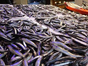 Hamsi Tezgahları Şenlendirmeye Başladı