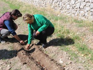 Akseki’de De Lale Soğanı Üretilecek