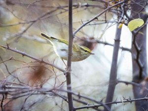 Türkiye’de 8, Bursa’da İlk Kez Görüldü