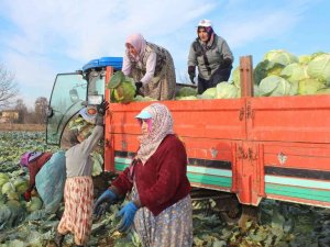 Ayaz Gören Lahanada Satışlar Arttı