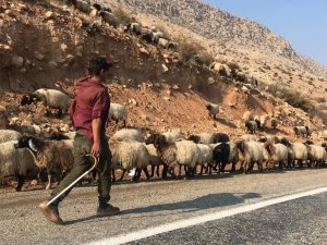 Göçerlerin Yayladan Dönüş Yolculuğu Başladı