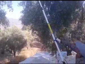 Muğla’da Zeytin Hasadı Başladı