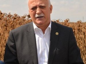 Ayçiçeği Üretimi Açığı Kapatmaya Yetmiyor