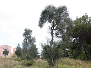 120 Yıllık Hamidiye Hastanesinin Bahçesinde Asırlık Zeytin Ağaçları