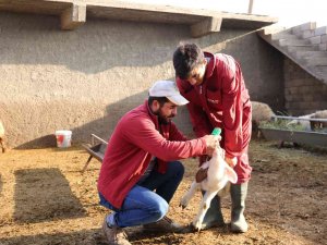 Mardin’de Küçükbaş Hayvancılıkta Yüzde 50 Artış