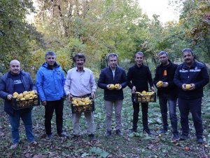 Karnavas’ın Ayvası Vitamin Deposu