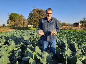 Lahana Ve Marul Yaprakları İnovasyon İle Sokak Hayvanlarına Yem Olacak