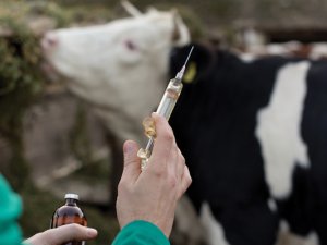 Pamukkale Belediyesinden Hayvancılık Sektörüne Destek