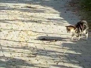 Kedilerin Yılanla Mücadelesi