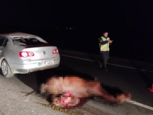 Otomobilin Çarptığı At Telef Oldu, Sürücü Yaralandı