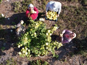 Atıl Arazi Genç Çiftçi İle Tarıma Kazandırıldı, Her Bir Ağacı 25-30 Kilo Meyve Veriyor