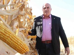 Karaman Ovasında Yemlik Mısır Hasadı Başladı