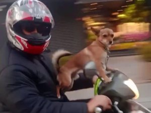 Kadıköy’de Köpeğin Motosiklet Üzerinde Gülümseten Yolculuğu