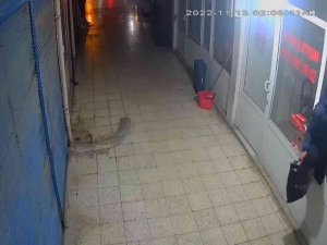 Dükkana Pencereden Giren Hırsız, Poşet Dolusu Cep Telefonu Çaldı