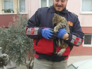 Telefon Direğinde Mahsur Kalan Kedi Kurtarıldı