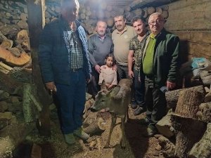 Yaralı Halde Bulunan Karaca, Tedavi Altına Alındı