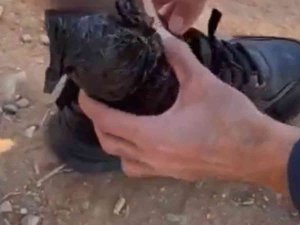 1,5 Kilogram Kubar Esrarla Yakalandı, Çorabından Bile Çıktı