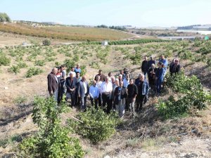 Mersin’de Limon Ağaçlarının Kesilmesi Tepki Çekti