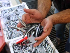 Sinop Açıklarında Avlanan Hamsi Tezgâhları Şenlendirdi