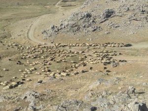 Göçerler, Sürüleriyle Birlikte 35 Günlük Göç Yolunda