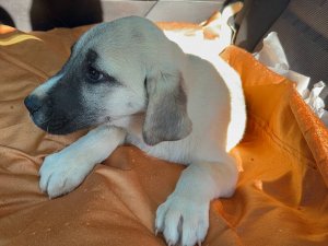 Park Halinde Otomobilin Altında Ezilen Köpeğe Şefkat Eli