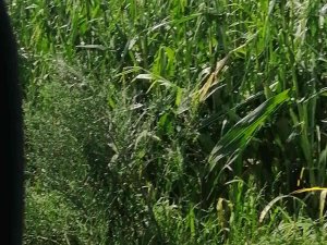 Zarar Gören Çiftçilere Afet Fonundan Yardım